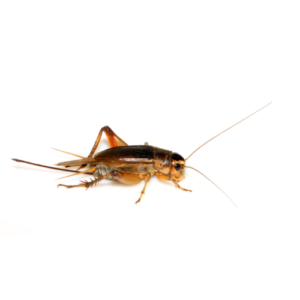 Crickets Pest Control | Knockout Pest Control | NY Pest Control