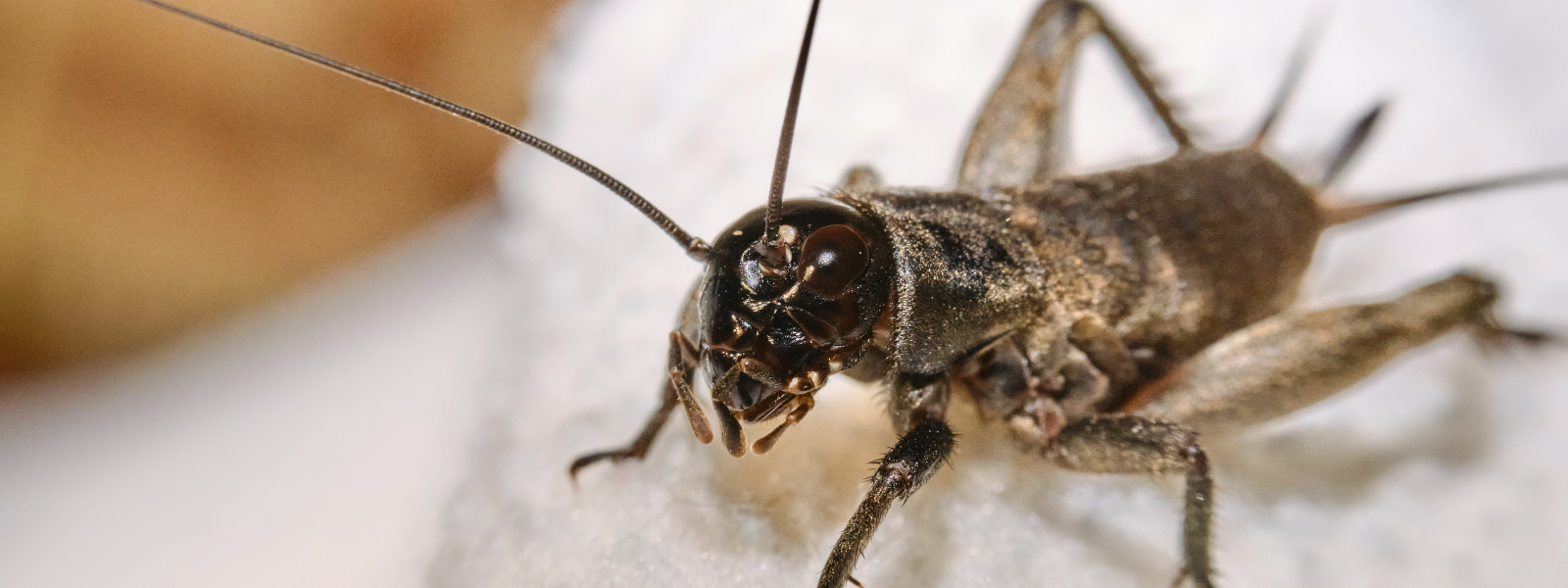 House Cricket Information - How to Get Rid of Crickets