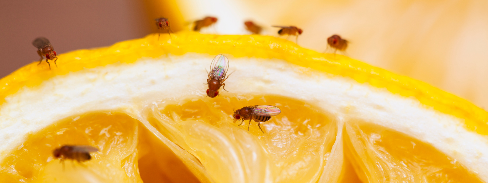 Fruit Flies  Haley Pest Control in Lawrence, KS