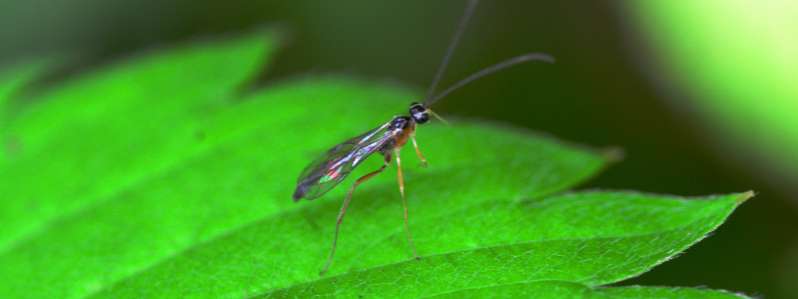 Fungus gnats - How to identify and get rid of (2022)