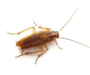 Cockroach Pest Control Near Me | NY Cockroach Pest Control | Knockout Pest Control