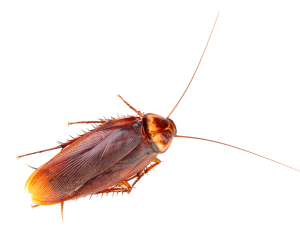 Cockroach Pest Control Near Me | NY Cockroach Pest Control | Knockout Pest Control