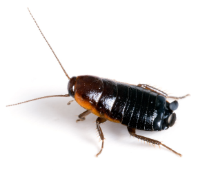 Cockroach Pest Control Near Me | New York Cockroach Pest Control | Knockout Pest Control