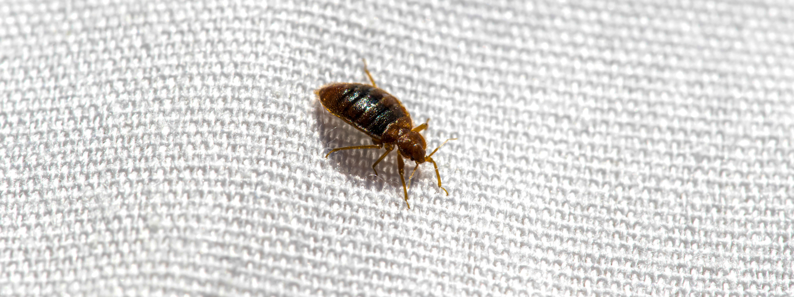 bed bug exterminator charlotte nc