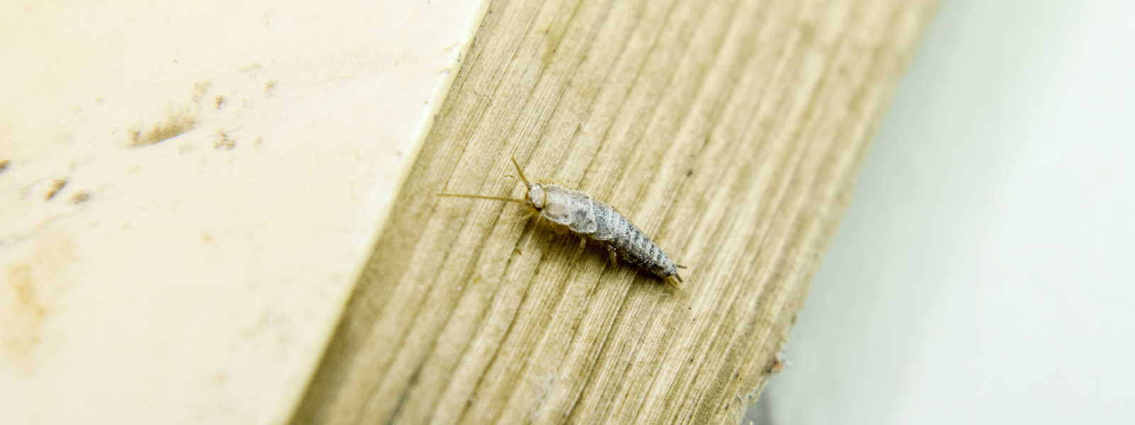 Silverfish