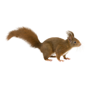 Squirrel Control New York | Knockout Pest Control | NY Pest Control