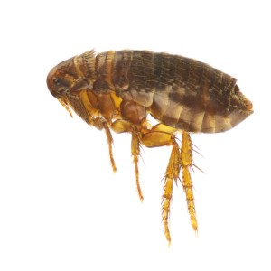 Fleas | Flea Pest Control | Knockout Pest Control