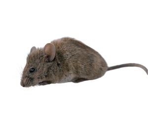 house mouse