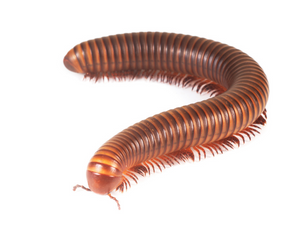 millipede