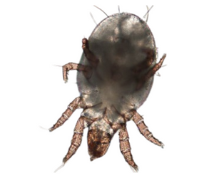 dust mite