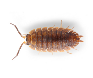 pill bug