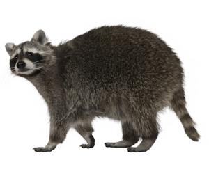 raccoon