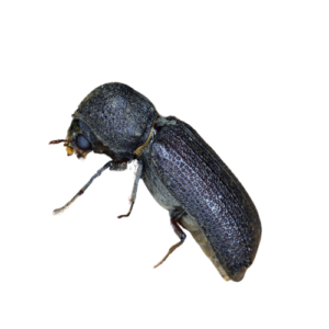 Powder Post Beetles Pest Control | Knockout Pest Control | NY Pest Control | New York Pest Control