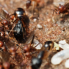 How to Tell If You Have Flying Ants or Termite Swarmers