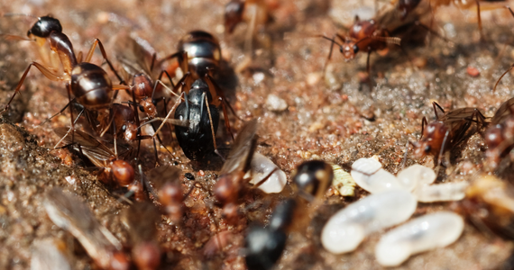 black ants and white discarded termite swarmer wings in dirt