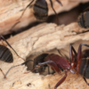Take These Steps Now to Prevent Carpenter Ant Damage This Spring