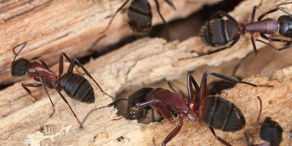 carpenter ants crawling across wood