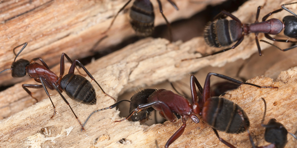 Take These Steps Now to Prevent Carpenter Ant Damage This Spring | New York Pest Control | Knockout Pest Control