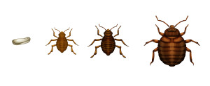 Bed Bug Basics: All About Bed Bugs and How to Get Rid of Them