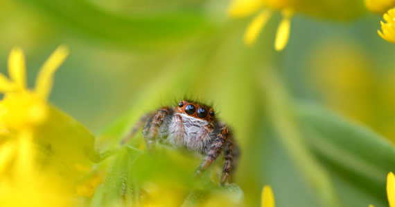 jumping spider on spring flower
