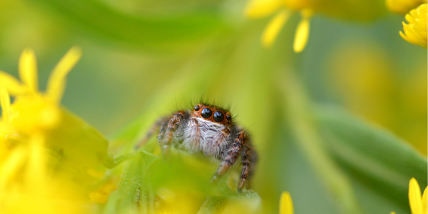 jumping spider on spring flower