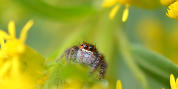 Don’t Let Jumping Spiders Spring In! | Spider Pest Control