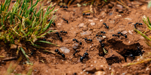 ant colony crawling on dirt