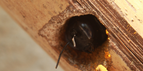 carpenter bee boring into hole in wood