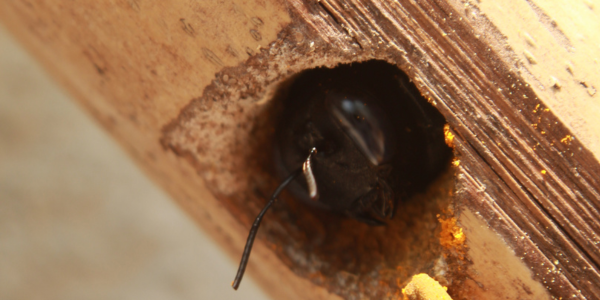 carpenter bee nest removal