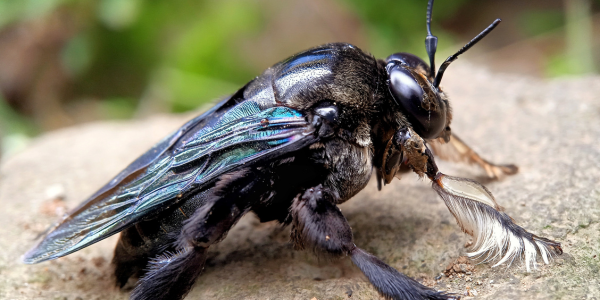 10 Buzzy Carpenter Bee Facts