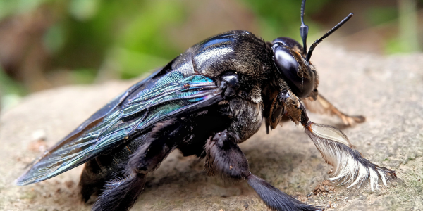 10 Buzzy Carpenter Bee Facts | Pest Control Near Me | Knockout Pest Control