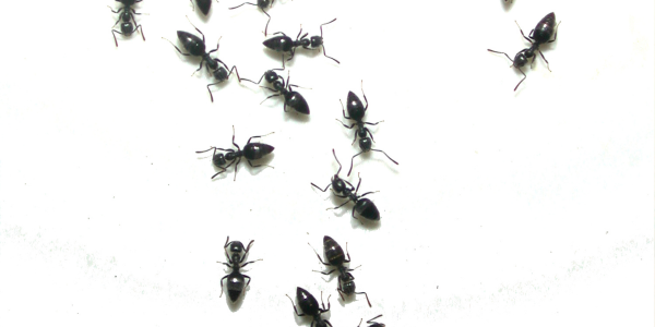 How to Get Rid of Little Black Ants | Ant Pest Control | Knockout Pest Control