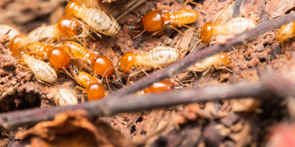 Facts About Termites | subterranean termites underground | Knockout Pest Control