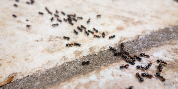The Ants Go Marching: Understanding the Life Cycle and Behavior of Ants in New York Homes