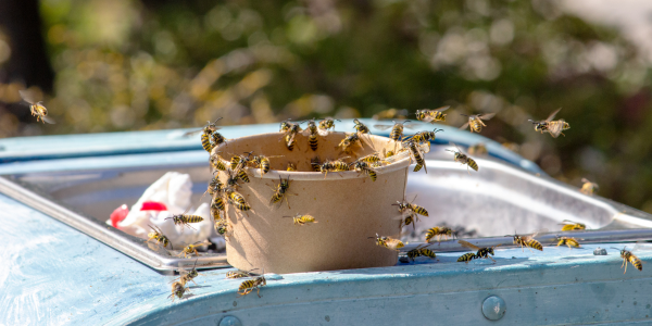 Buzzing Threats: Stinging Pests to Watch Out For in Your Backyard This Summer | NY Pest Control | Knockout Pest Control