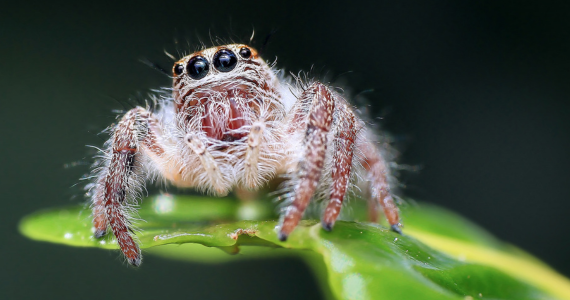 jumping spider on green leaf