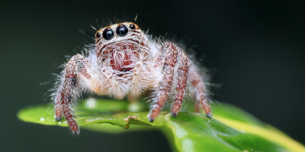 New York Spider Pest Control Services | Friends or Foes? Understanding and Managing Spider Infestations | Spider Control Services