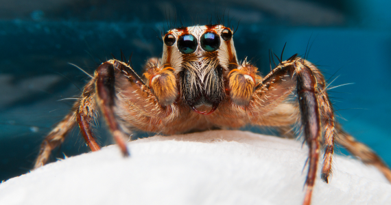 How Many Eyes Do Spiders Have? (And 9 More Answers to Frequently Asked Pest Questions) | Knockout Pest Control