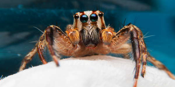 How Many Eyes Do Spiders Have? (And 9 More Answers to Frequently Asked Pest Questions) | Knockout Pest Control