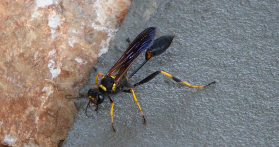 The 4 Types of Wasps You’ll See in Your Yard This Summer | Knockout Pest Control