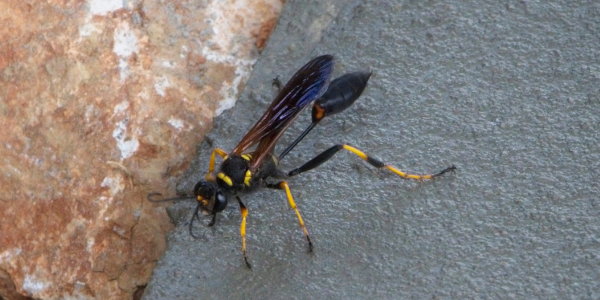 The 4 Types of Wasps You’ll See in Your Yard This Summer | Knockout Pest Control