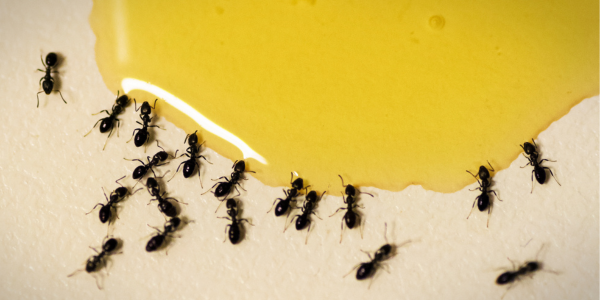 black ant infestation in house on wet yellow spill