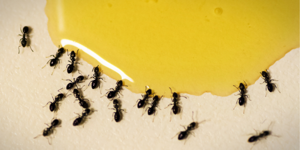 How to Keep Your Home Ant-Free All Summer Long | Knockout Pest Control | New York Pest Control