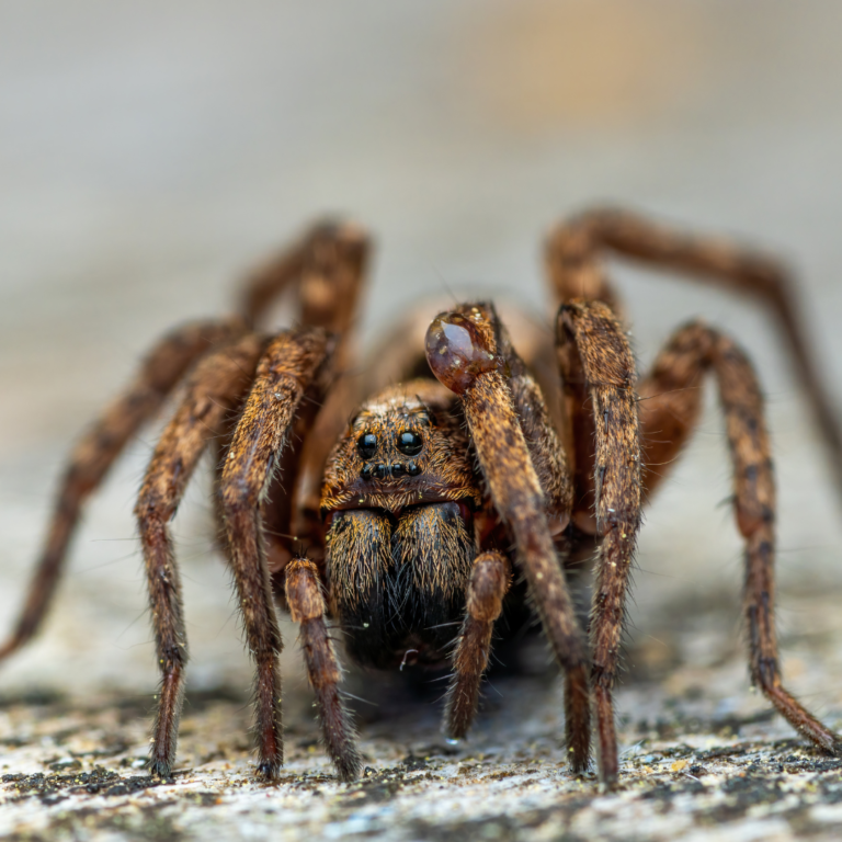 Friends or Foes? Understanding and Managing Spider Infestations ...