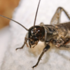 Cricket Control 101: Tips to Keep These Noisy Pests Out of Your Living Space