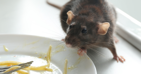 norway rat by kitchen sink stepping onto white plate of spaghetti leftovers