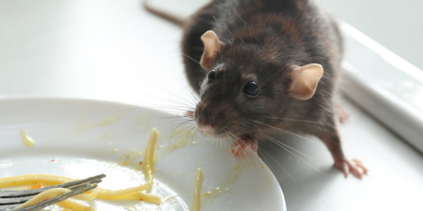 How to Rodent Proof Your Kitchen to Prevent Food Contamination | Knockout Pest Control