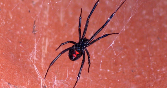 How to Prevent Spooky Spider Infestations in Your New York Home | Knockout Pest Control