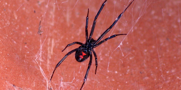 How to Prevent Spooky Spider Infestations in Your New York Home | Knockout Pest Control
