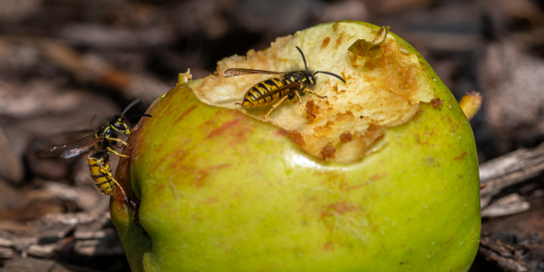 two yellow jackets on decaying granny smith apple